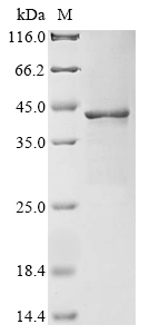 Recombinant Staphylococcus aureus D-alanine--D-alanine ligase (ddl)