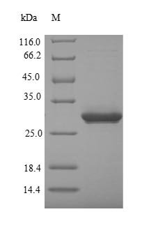 Recombinant Mouse Alpha-defensin 5 (Defa5)