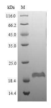 Recombinant Mouse Beta-defensin 1 (Defb1)