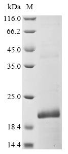 Recombinant Mouse Beta-defensin 6 (Defb6)