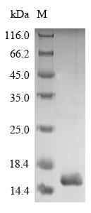 Recombinant Dermatophagoides pteronyssinus Mite group 2 allergen Der p 2 (DERP2)