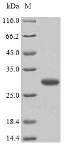 Recombinant Dermatophagoides pteronyssinus Mite allergen Der p 6 (DERP6) (X4S)