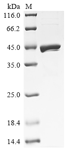 Recombinant Rat Dihydroorotate dehydrogenase (quinone),mitochondrial (Dhodh), partial