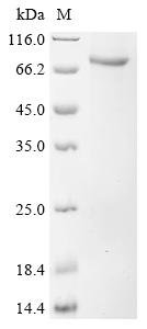Recombinant Mouse ATP-dependent RNA helicase DHX33 (Dhx33)