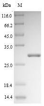Recombinant Saccharomyces cerevisiae 2-deoxyglucose-6-phosphate phosphatase 1 (DOG1)