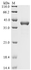 Recombinant Sheep Dipeptidase 1 (DPEP1)
