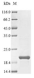 Recombinant Enterobacteria phage T4 Double-stranded DNA-binding protein (dsbA)