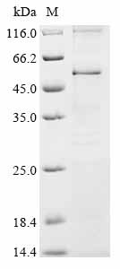 Recombinant Rat Synaptotagmin-2 (Syt2) Protein, Rattus norvegicus (Rat), in vitro E.coli expression system, N-terminal 10xHis-tagged, 48.7kDa, purity >85% as determined by SDS-PAGE.