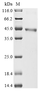 Recombinant Escherichia coli O6:H1 tRNA-dihydrouridine synthase B (dusB)
