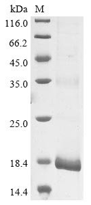 Recombinant Human papillomavirus 11 protein E4 (E4)