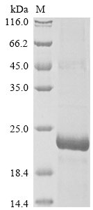 Recombinant Human papillomavirus type 16 Protein E6 (E6)