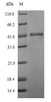 Recombinant Hafnia alvei Intimin (eaeA)