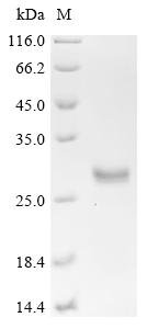 Recombinant Staphylococcus epidermidis Extracellular cysteine protease (ecpA)