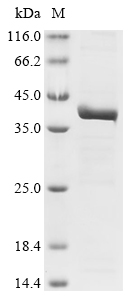 Recombinant Mouse Protein-lysine N-methyltransferase EEF2KMT (Eef2kmt)