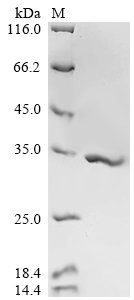 Recombinant Human cytomegalovirus Enhanced green fluorescent protein (egfp) (V164A,S176G)