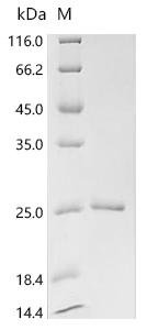 Recombinant Mouse Elastin (Eln), partial