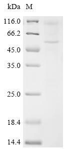Recombinant Mouse 5-hydroxytryptamine receptor 2C (Htr2c) Protein, Mus musculus (Mouse), in vitro E.coli expression system, N-terminal 10xHis-tagged, 54.6kDa, purity >85% as determined by SDS-PAGE.