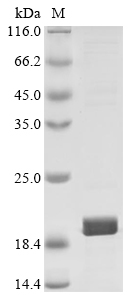 Recombinant Escherichia coli Heat-labile enterotoxin B chain (eltB)