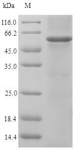 Recombinant Chicken Homeobox protein engrailed-1 (EN1)