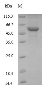 Recombinant Mouse Alpha-enolase (Eno1), partial