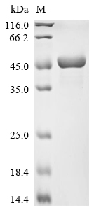 Recombinant Mouse Alpha-enolase (Eno1), partial