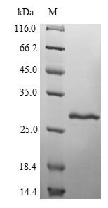 Recombinant Staphylococcus aureus Enterotoxin type G (entG)