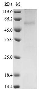 Recombinant Rat Cannabinoid receptor 1 (CNR1) Protein, Rattus norvegicus (Rat), in vitro E.coli expression system, N-terminal 10xHis-tagged, 58.9kDa, purity >90% as determined by SDS-PAGE.