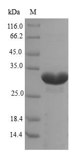Recombinant Pig Erythropoietin (EPO)