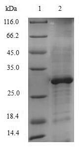 Recombinant Saccharomyces cerevisiae Lanosterol 14-alpha demethylase (ERG11), partial, Saccharomyces cerevisiae (strain ATCC 204508 / S288c) (Baker's yeast), E.coli, N-terminal GST-tagged, 29.1kDa, purity >90% as determined by SDS-PAGE.