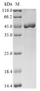 Recombinant Saccharomyces cerevisiae Sterol-4-alpha-carboxylate 3-dehydrogenase, decarboxylating (ERG26)
