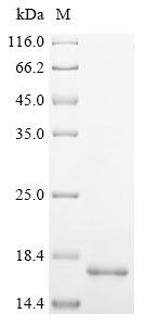 Recombinant Mycobacterium tuberculosis 6 kDa early secretory antigenic target (esxA), partial