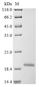 Recombinant Staphylococcus aureus Type VII secretion system extracellular protein B (esxB)