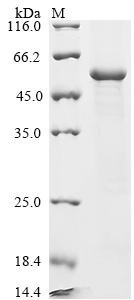 Recombinant Mumps virus Fusion glycoprotein F0 (F), partial