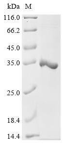 Recombinant Escherichia coli K88 fimbrial protein AB (faeG)