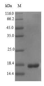 Recombinant Escherichia coli K99 fimbrial protein (fanC)