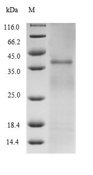Recombinant Mycobacterium tuberculosis Diacylglycerol acyltransferase/mycolyltransferase Ag85B (fbpB), Mycobacterium tuberculosis (strain CDC 1551 / Oshkosh), E.coli, N-terminal 6xHis-tagged, 36.2kDa, purity >85% as determined by SDS-PAGE.