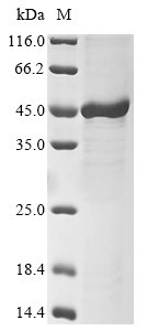 Recombinant Mouse F-box only protein 32 (Fbxo32)