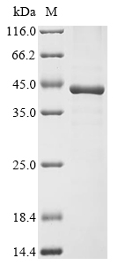 Recombinant Mouse Ficolin-1 (Fcn1)