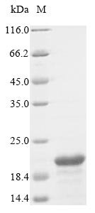 Recombinant Bovine Adrenodoxin, mitochondrial (FDX1), Bos taurus (Bovine), E.coli, N-terminal 10xHis-tagged, 19.5kDa, purity >85% as determined by SDS-PAGE.