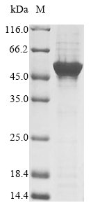 Recombinant Bovine NADPH:adrenodoxin oxidoreductase, mitochondrial (FDXR), Bos taurus (Bovine), Yeast, N-terminal 10xHis-tagged, 52.8kDa, purity >85% as determined by SDS-PAGE.