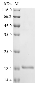 Recombinant Cat Fibrinogen beta chain (FGB), Felis catus (Cat) (Felis silvestris catus), E.coli, N-terminal 6xHis-KSI-tagged, 17.7kDa, purity >90% as determined by SDS-PAGE.
