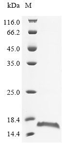 Recombinant Cat Fibrinogen beta chain (FGB)