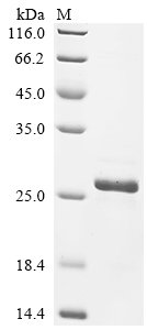 Recombinant Chicken Fibroblast growth factor 2 (FGF2)