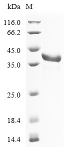 Recombinant Mouse Fibrinogen-like protein 1 (Fgl1), Mus musculus (Mouse), E.coli, N-terminal 6xHis-tagged, 40.4kDa, purity >90% as determined by SDS-PAGE.