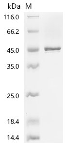 Recombinant Mouse Fibroleukin(Fgl2)