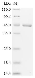 Recombinant Neisseria meningitidis serogroup B Factor H binding protein (fhbP), Neisseria meningitidis serogroup B (strain MC58), E.coli, N-terminal 6xHis-SUMO-tagged, 39.9kDa, purity >95% as determined by SDS-PAGE.