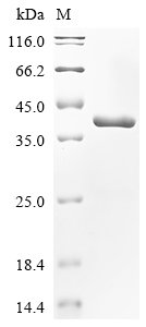 Recombinant Escherichia coli Chaperone protein fimC (fimC)
