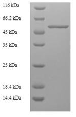 Recombinant Borrelia burgdorferi Flagellar filament 41 kDa core protein (fla)