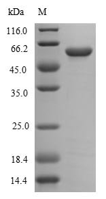 Recombinant Campylobacter jejuni Flagellin A (flaA)