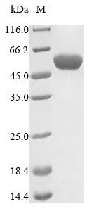 Recombinant Campylobacter jejuni Flagellin A (flaA)